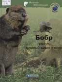 Бобр : грызун, который живет в воде